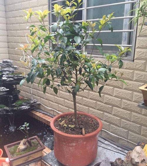 桂花树可以插枝栽培吗