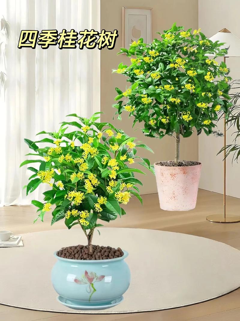 桂花树插枝能活吗