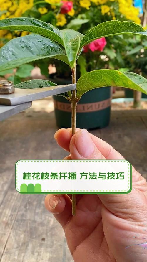 桂花树可以扦插种植吗?