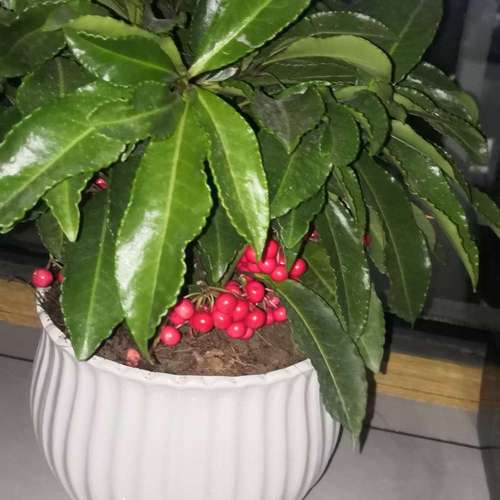 朱砂根怎么养