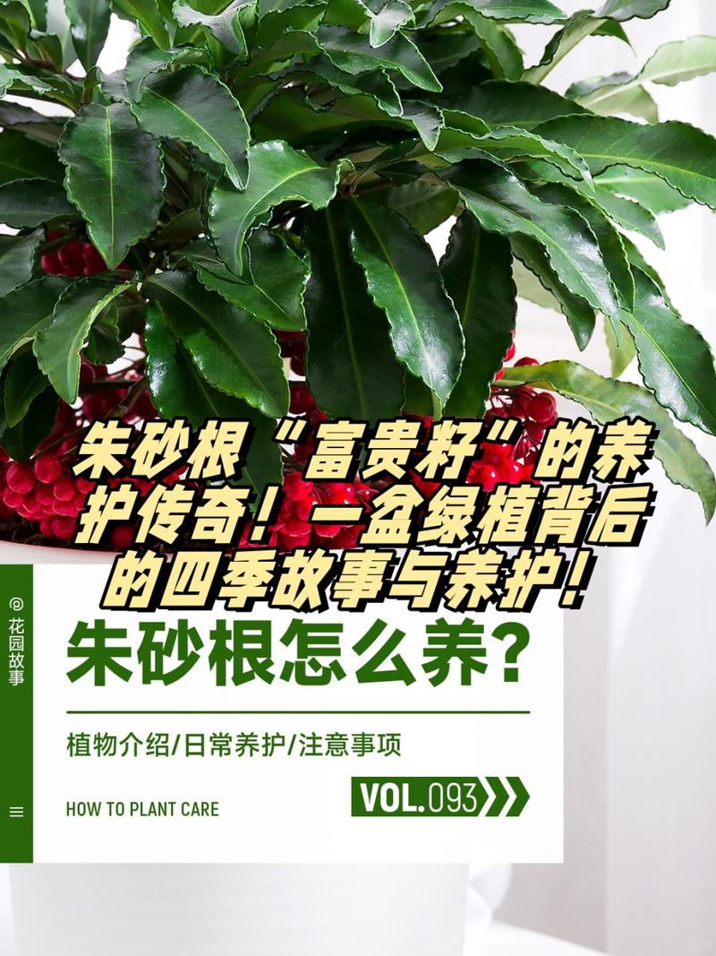 朱砂根的养殖方法和注意事项