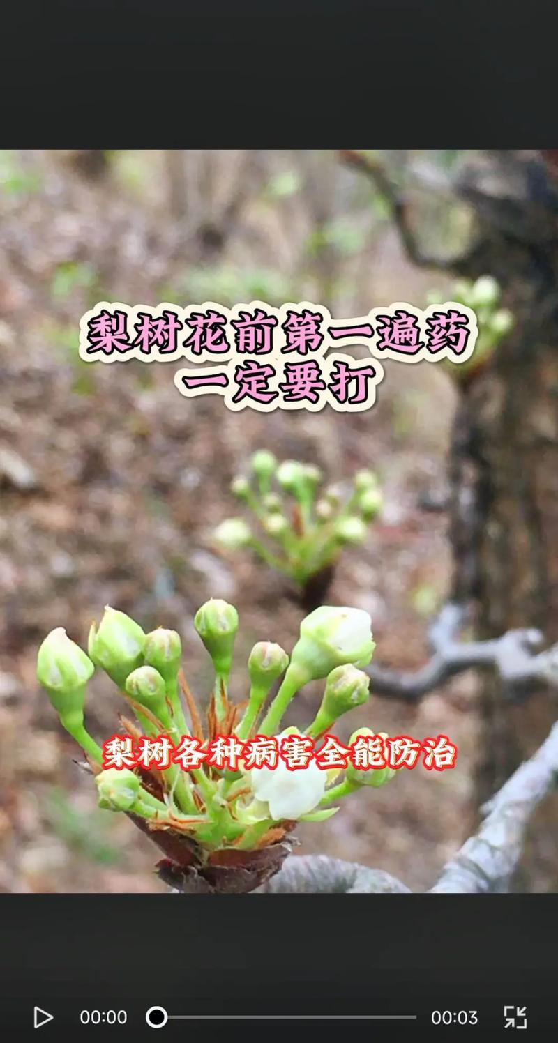 红星凤梨常见的极大危害,害虫致病也在其中
