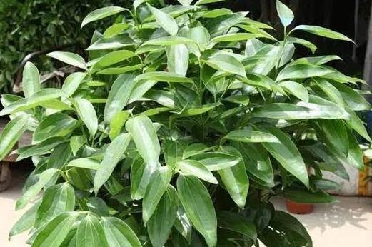 平安树的繁殖方法