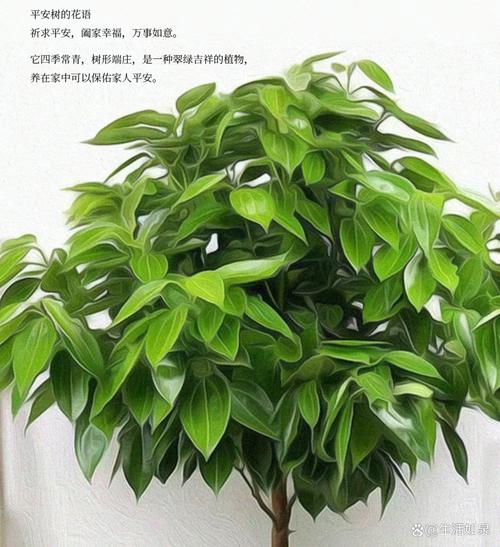 平安树的繁殖方法和注意事项