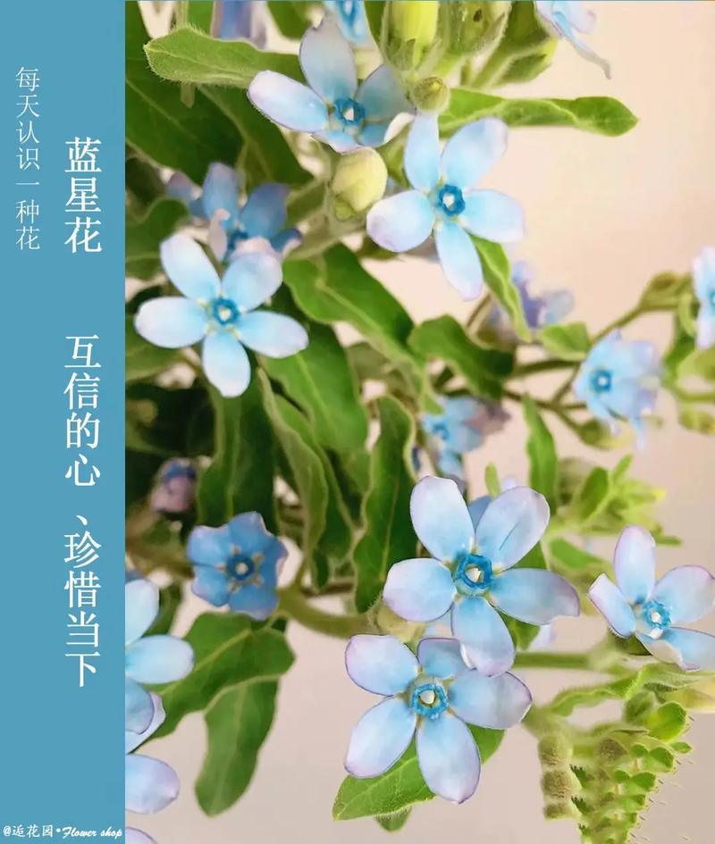 蓝星花的花语？蓝星花的花语和寓意？