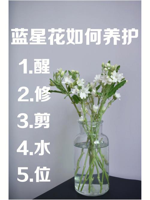蓝星花的花语和寓意