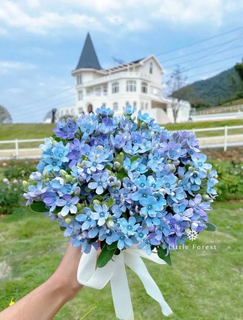 蓝星花的花语