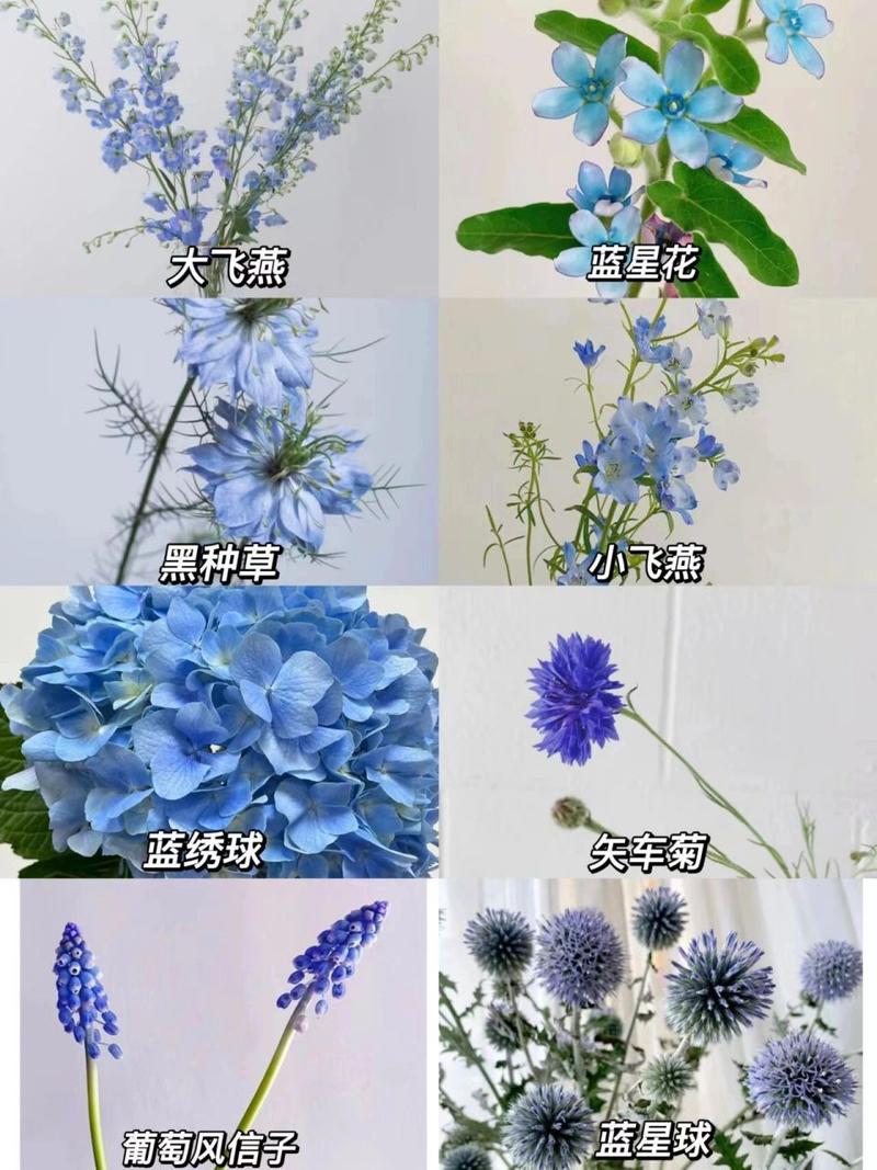 蓝色星花的花语