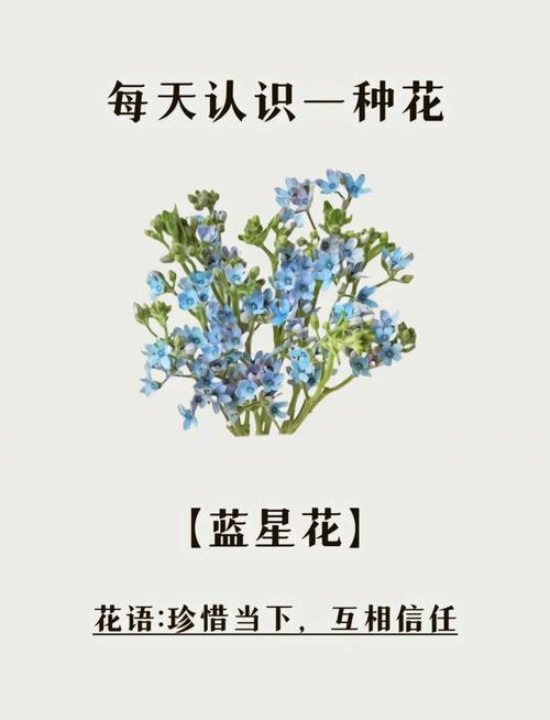 蓝星花的花语是什么意思