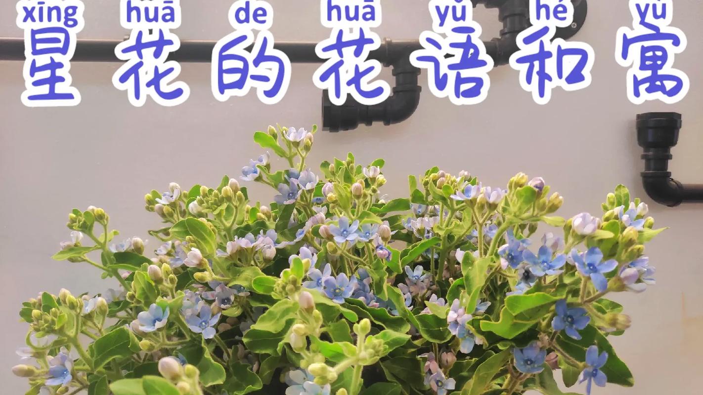 蓝星花花语