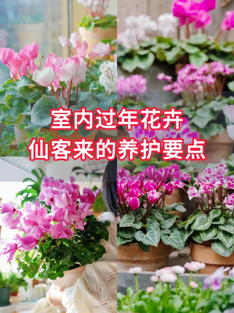 仙客来有毒吗适合在室内养吗