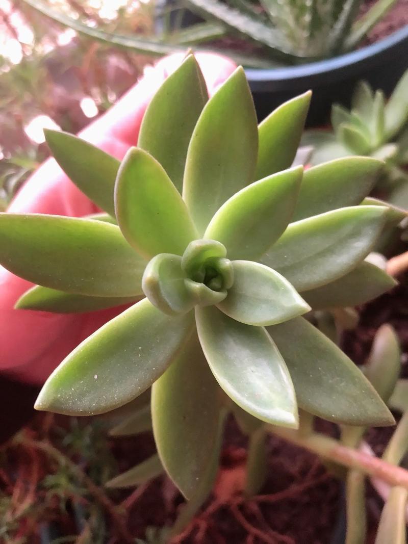 多肉植物铭月怎么养:如何修剪和养胖?