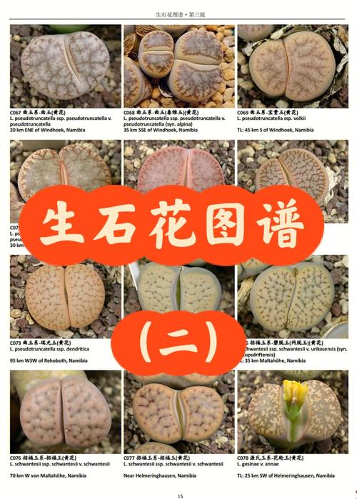 生石花有多少种