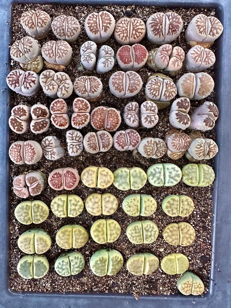 生石花有多少品种