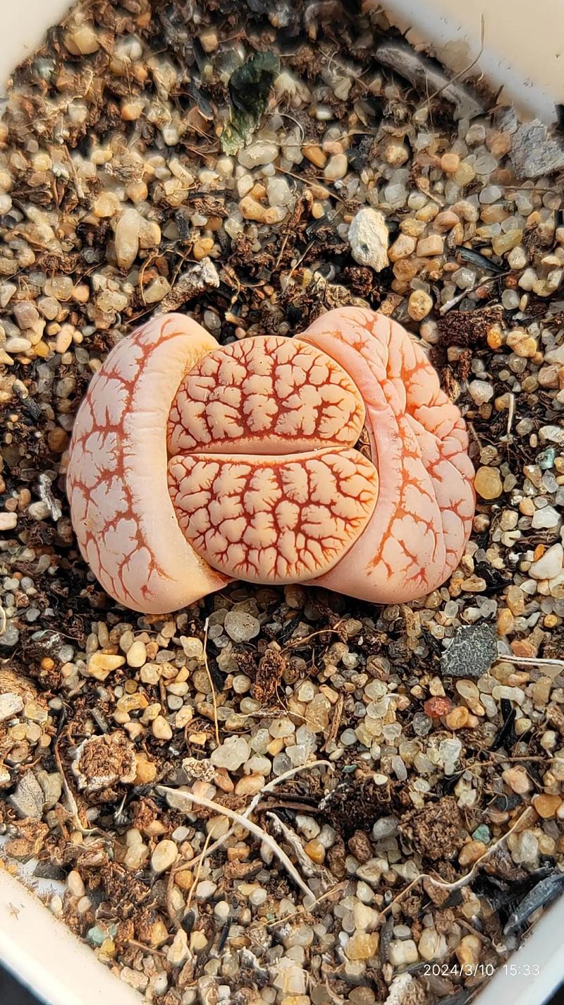 生石花有哪些品种