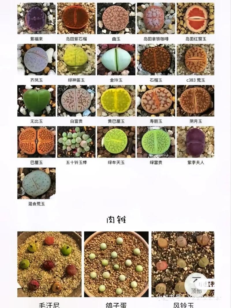 石生花有几个品种?