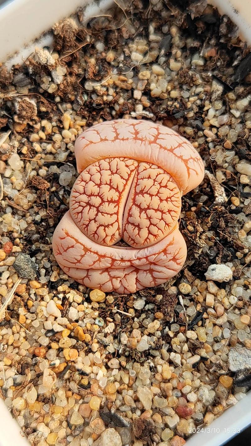 生石花品种