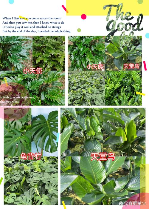 仙羽日常养护