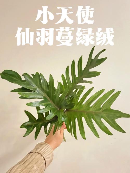 仙羽蔓绿绒的日常护理