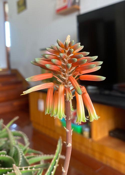 芦荟开花吗?开花象征着什么，芦荟开花是好事吗