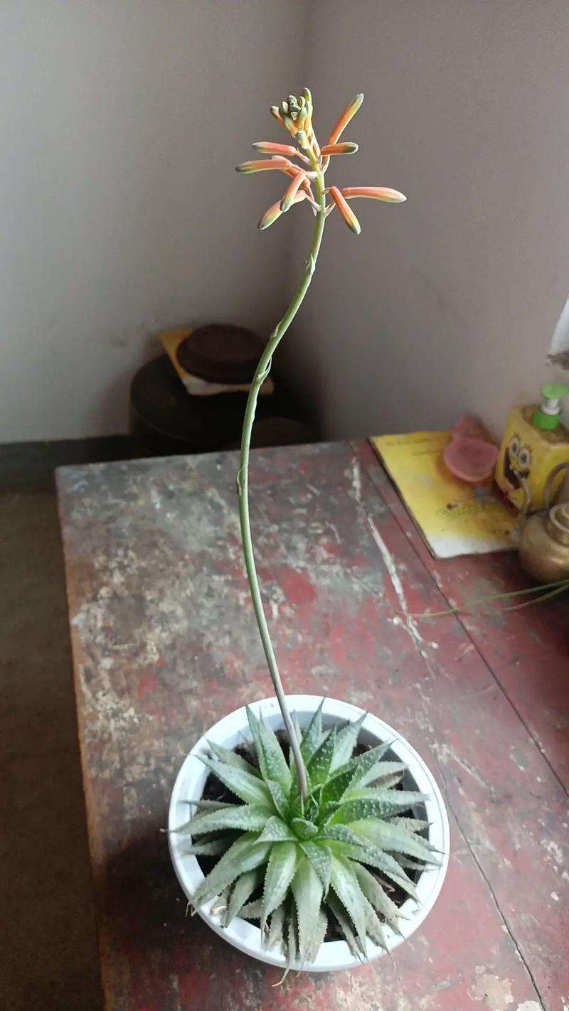 芦荟开花吗?开花象征着什么
