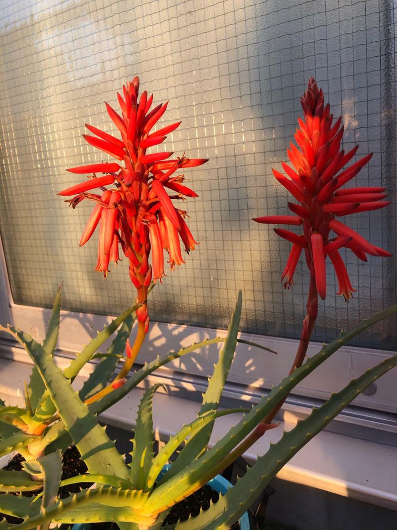 芦荟开花预示着什么?