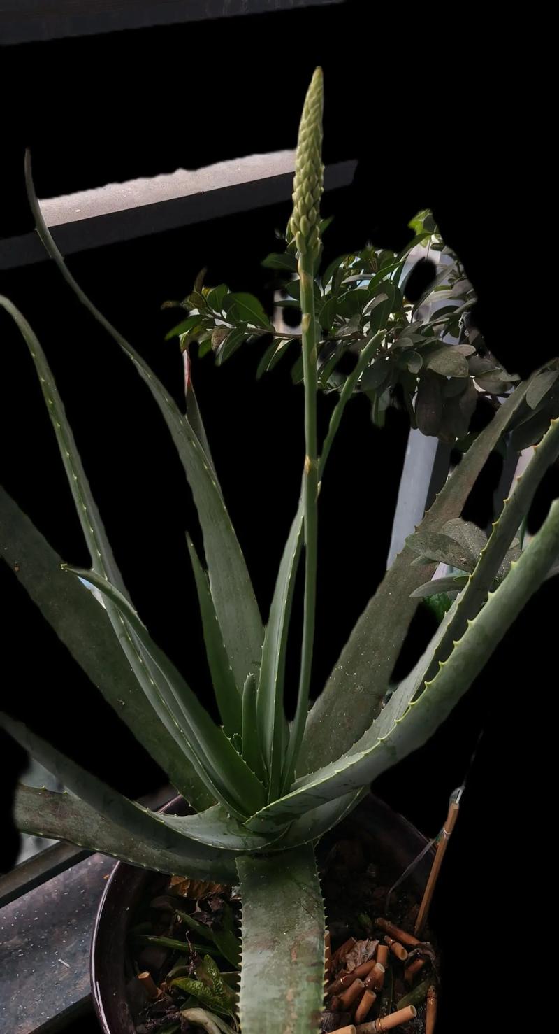 民间对芦荟开花的说法