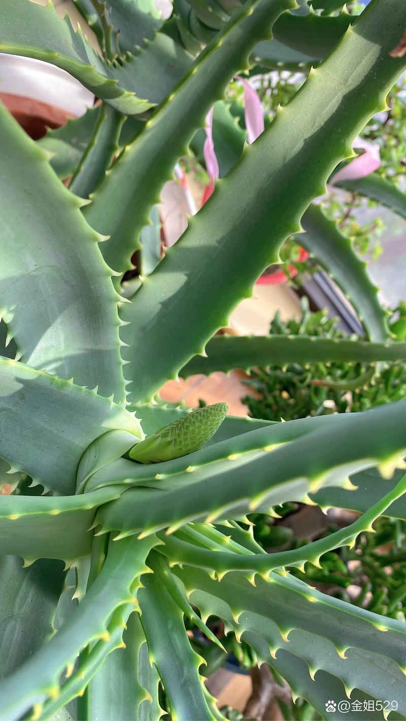 家里种植芦荟开花代表什么意思?