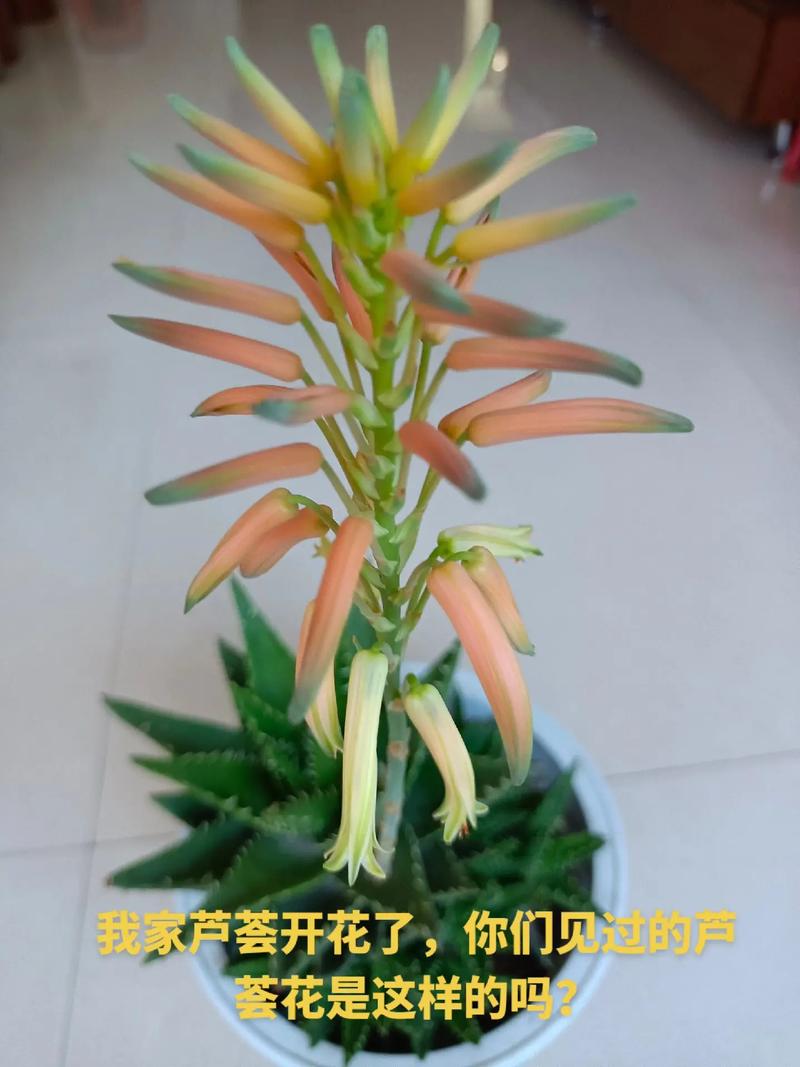 芦荟会开花吗寓意是什么意思