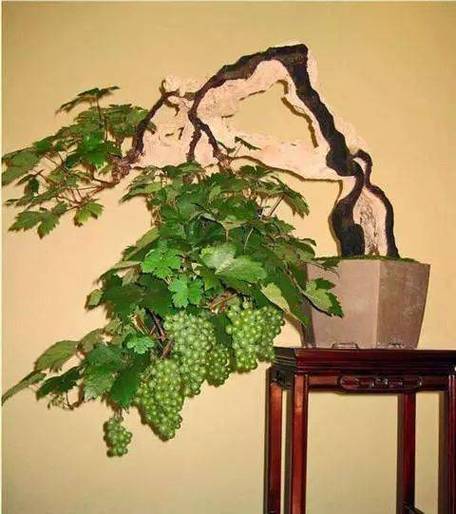 有哪些葡萄品种适合盆栽?