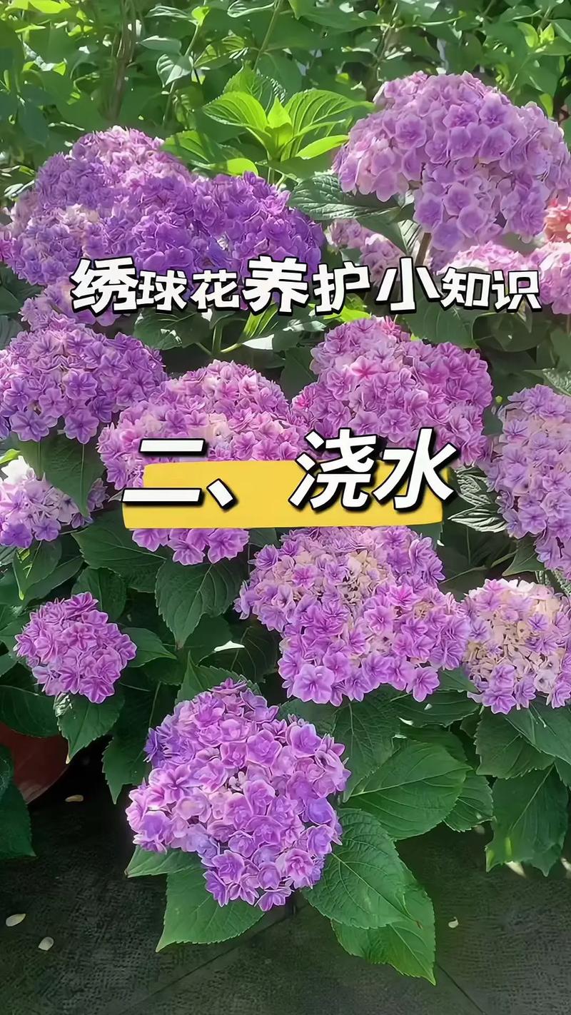 绣球花水养注意事项，绣球花水里需要浸多少时间？