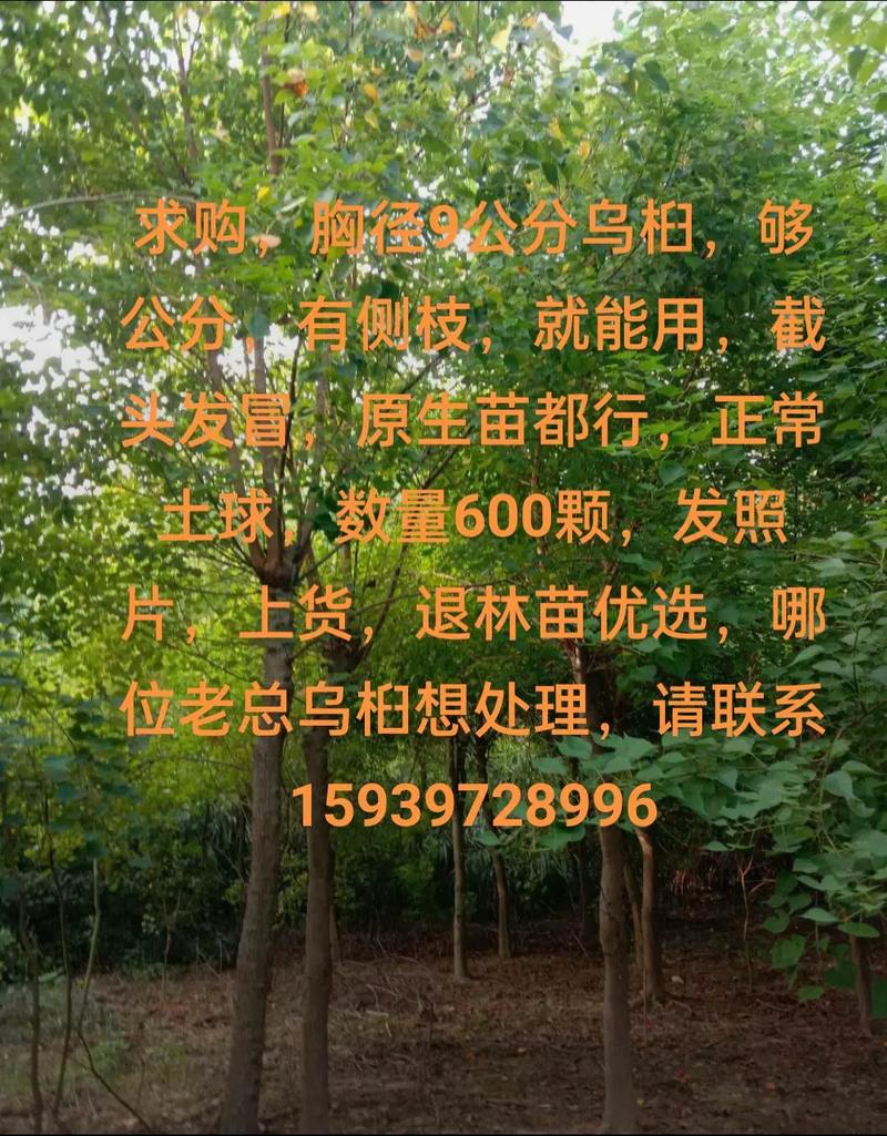 乌柏树与乌桕的区别