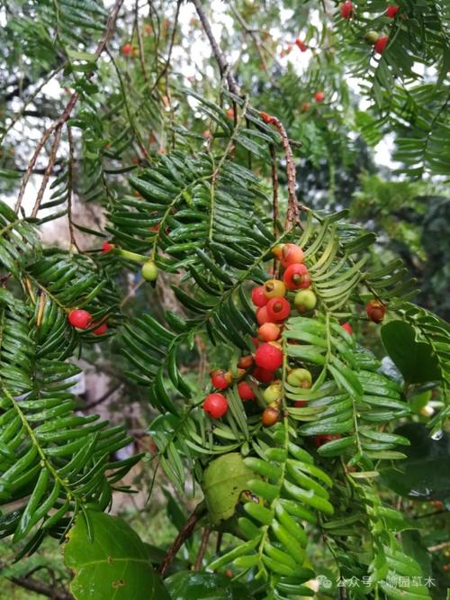 粗榧和红豆杉的区别