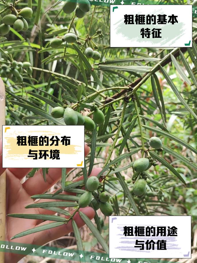 榧树和粗榧的区别