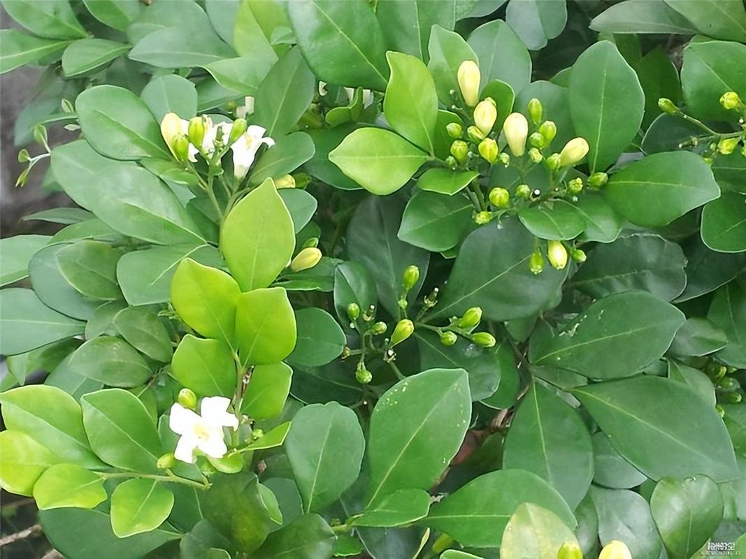九里香深盆还浅盆