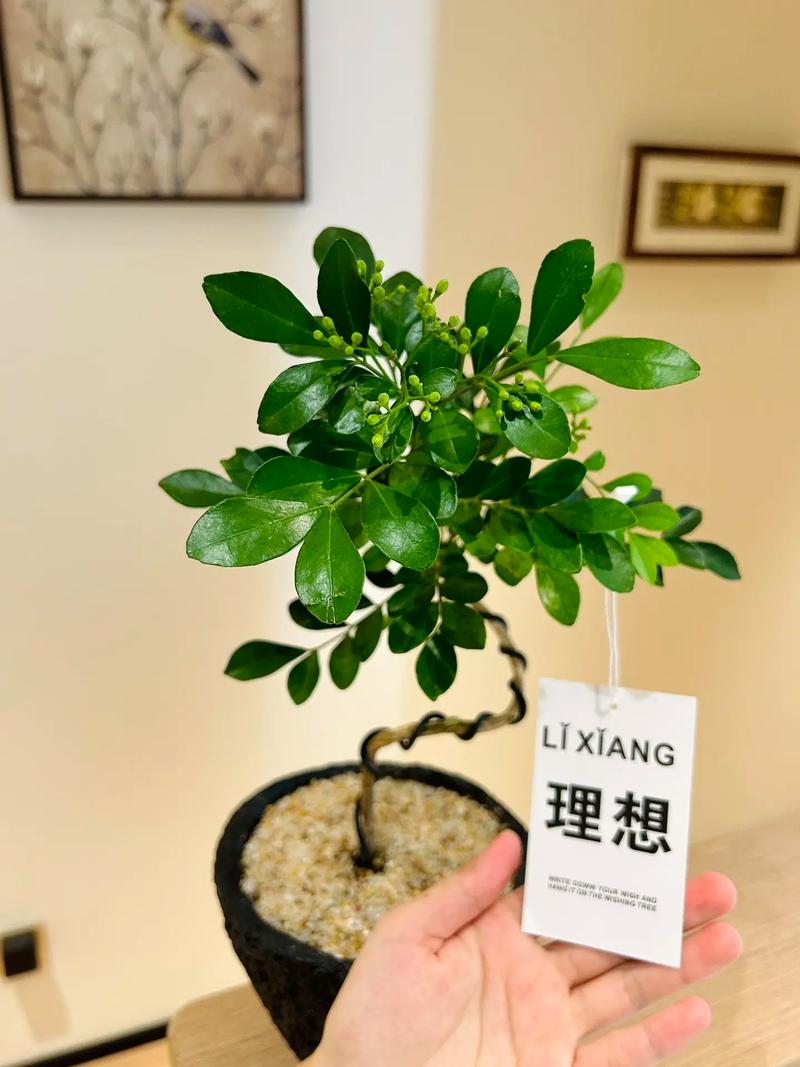 九里香用什么盆好