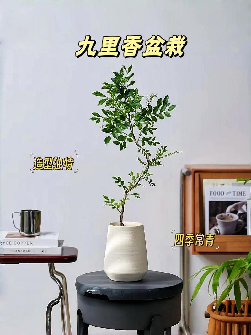 九里香适合深盆还是浅盆