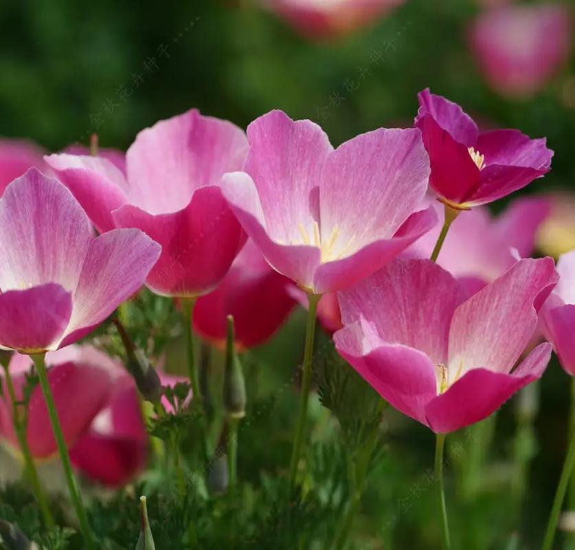花菱草什么时候开花，花菱草什么时候开花结果