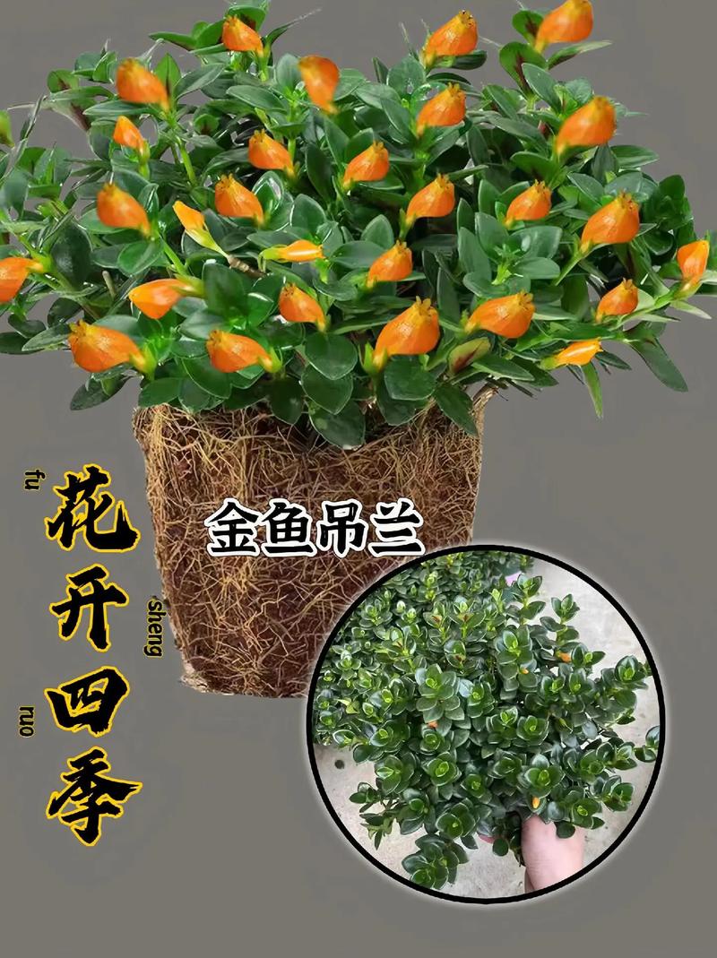 吊兰什么时候开花，吊兰什么时候开花好看不