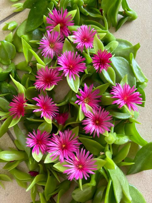 吊兰开花在什么季节吊兰的花是什么季节开放