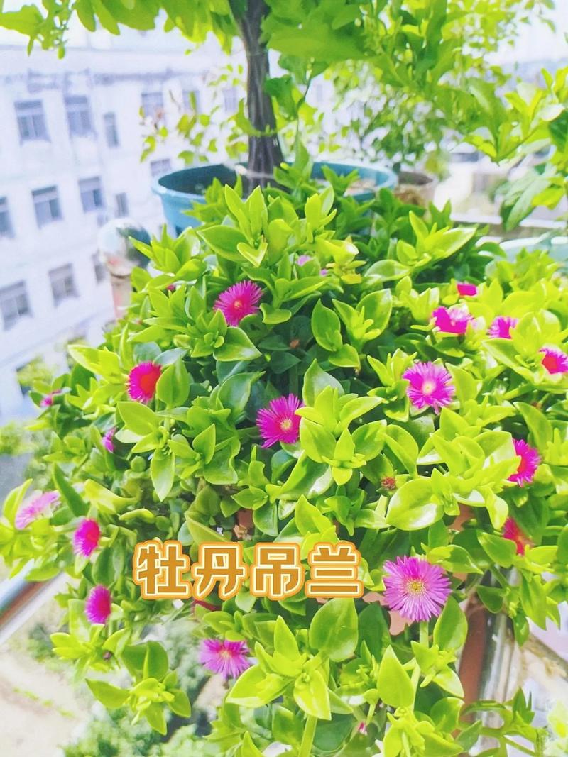 吊兰会不会开花吊兰的花期是几月