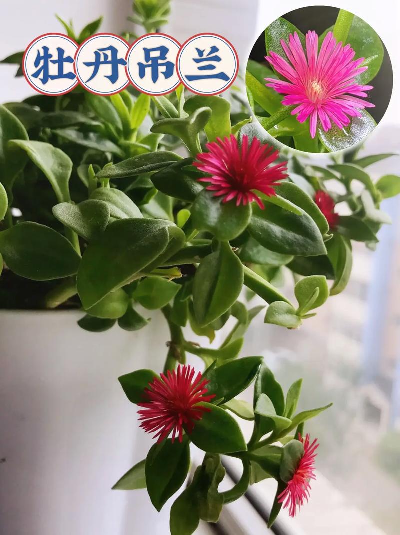 吊兰什么时候开花