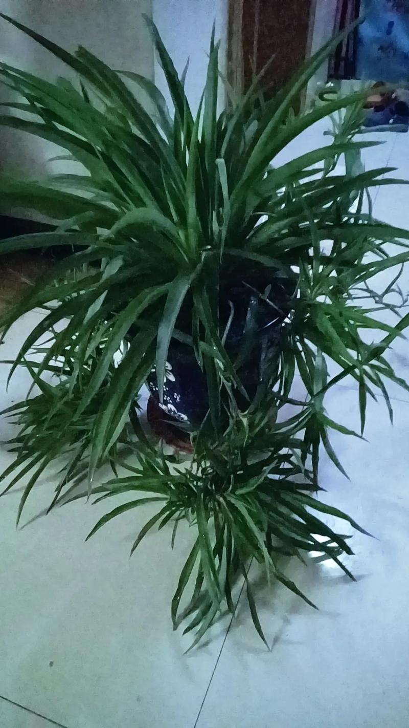 [吊兰花期]吊兰什么时候开花