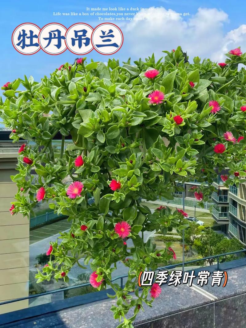吊兰什么时候开花?