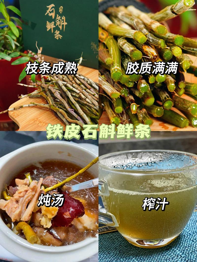 铁皮石斛能在阳台上养吗，铁皮石斛能在阳台上养吗视频？