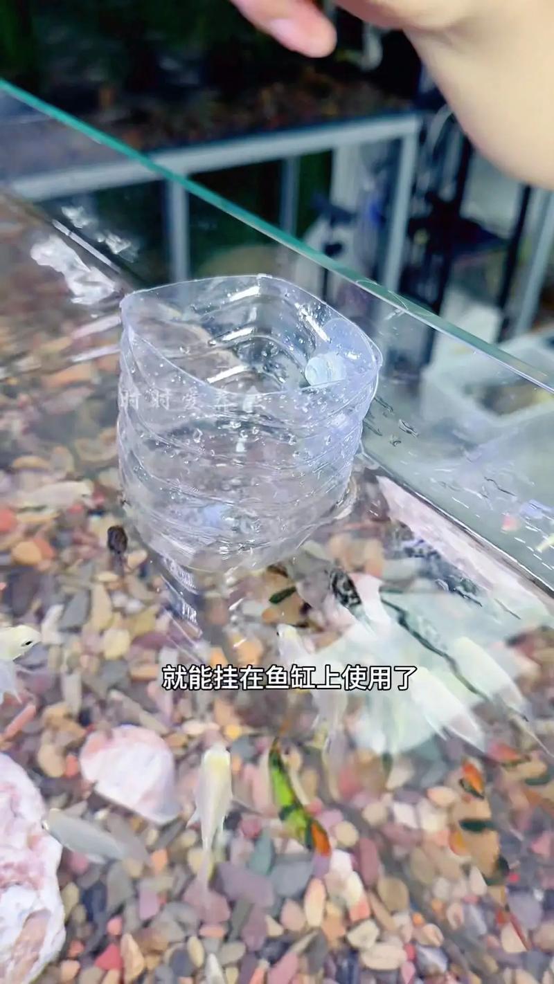 绿萝怎么移植到水里
