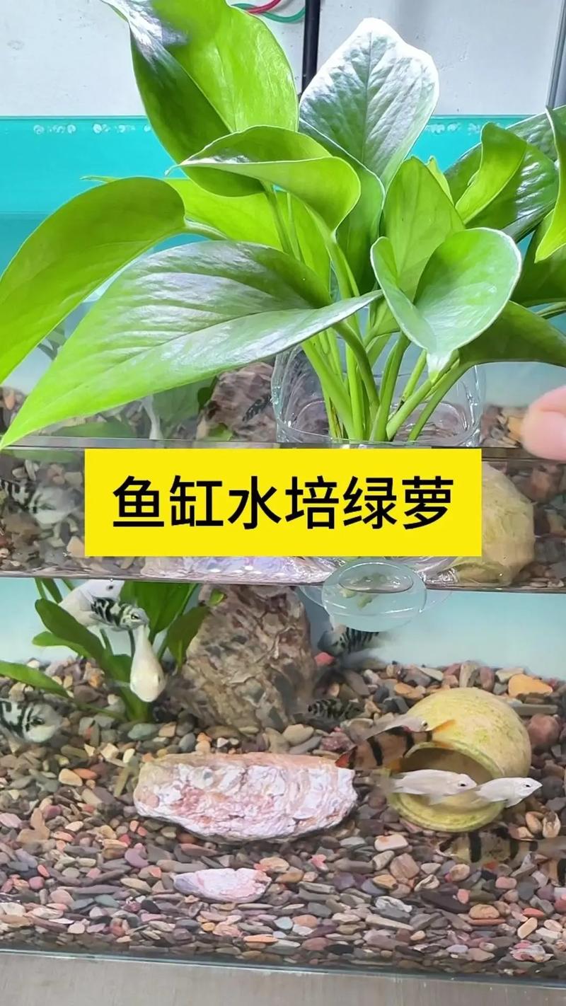 绿萝如何从土里移植到水养