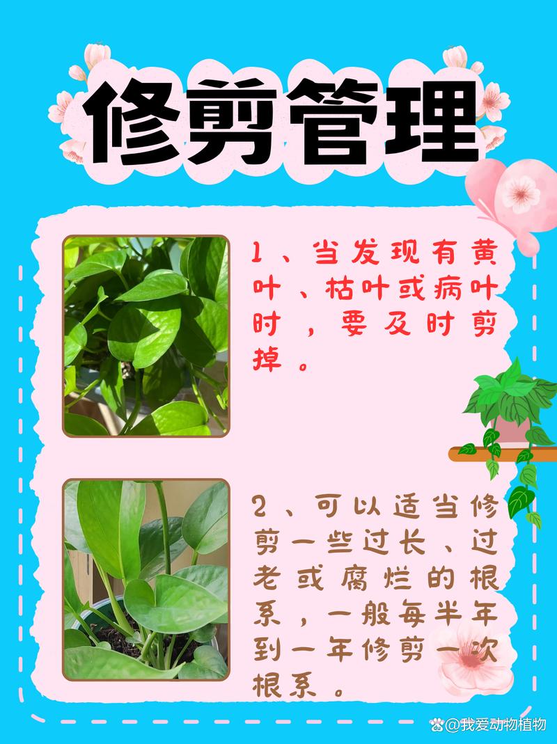 绿萝水培技巧