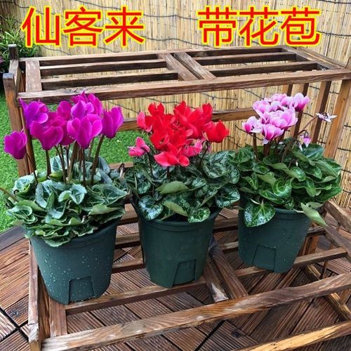 仙客来在什么季节开花?
