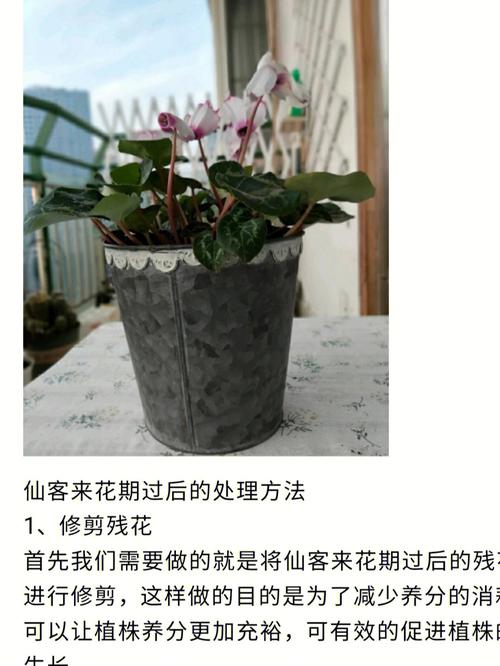 仙客来冬季的养殖方法和注意事项